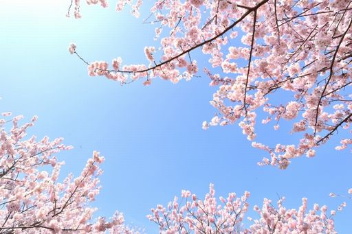 f:id:kotorin6:20170409103922j:plain